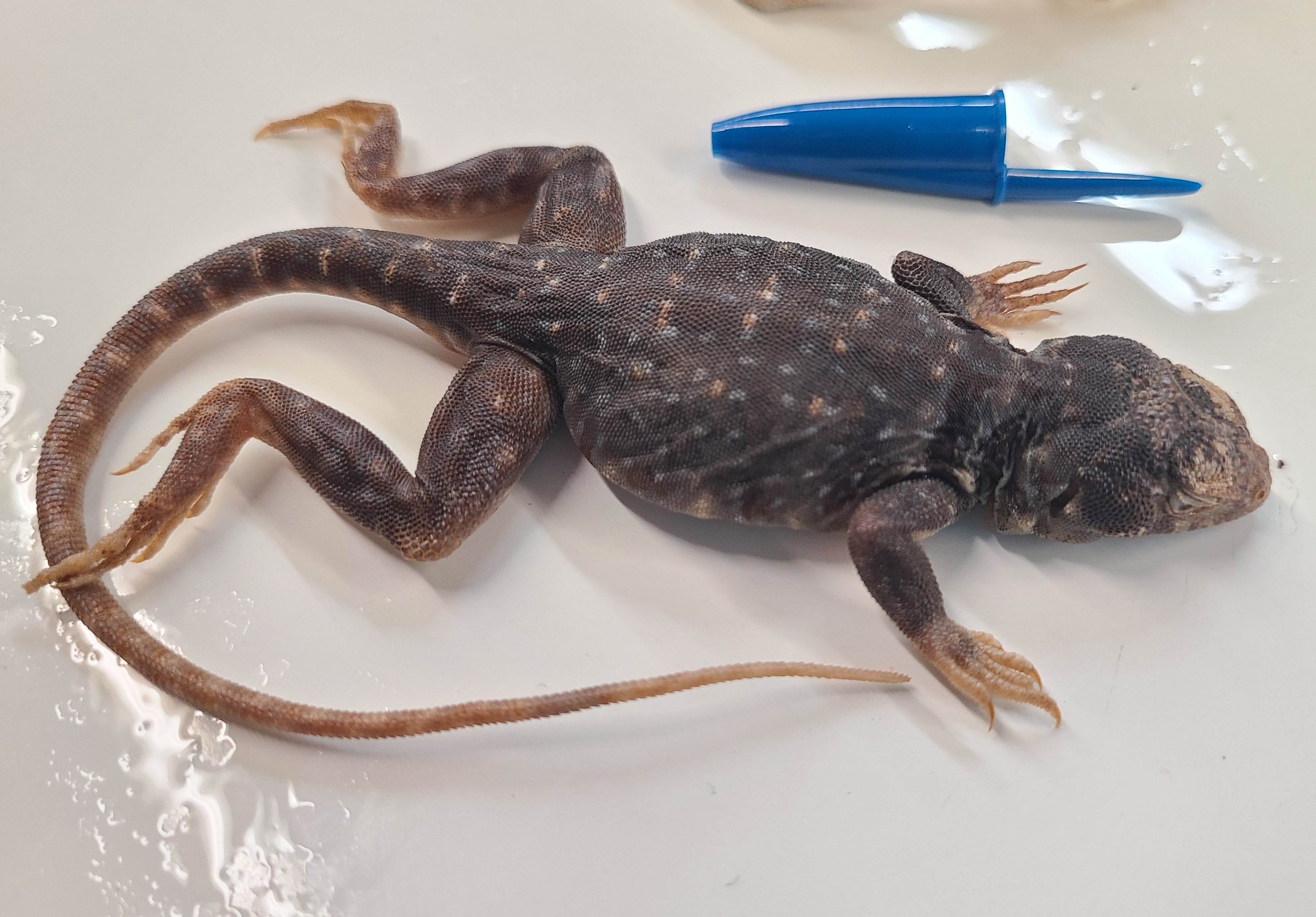 <p><span>Scientific name and distinguishing feature</span></p>