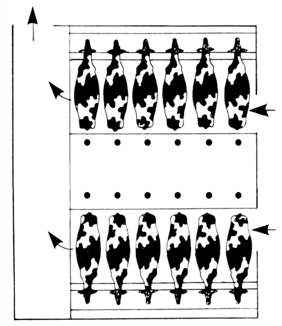 <p><strong>1 of the 7 Milking Parlour Designs Discussed:</strong></p><ul><li><p><u>Definition</u>: Cows 90˚ to milker, milked beneath back legs </p></li><li><p><u>Advantages</u>:</p><ul><li><p>Less walking for milker </p></li><li><p>Can be massive (20-30 cow long); but typically just designed for 1 milker (10-15 cows) </p></li></ul></li><li><p><u>Disadvantages</u>:</p><ul><li><p>R</p></li></ul></li></ul><p></p>