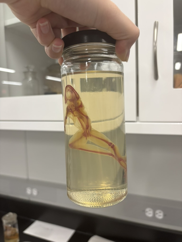 <p>What is this (phylum, subphylum, superclass, class, order, common name)?</p>