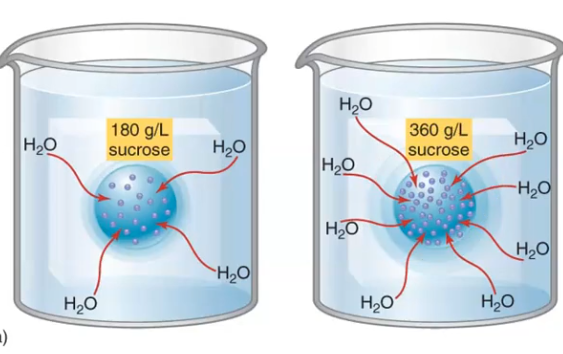 <p>In the sucrose example (180 g/L vs. 360 g/L), which beaker has higher osmotic pressure, and why?</p>