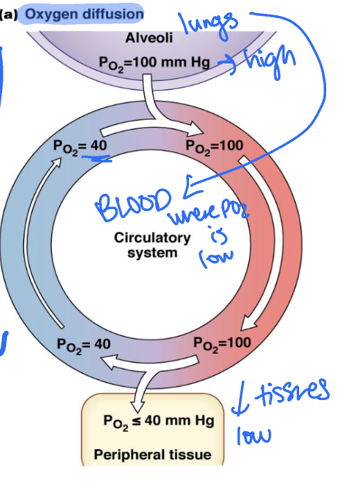 <p>alveoli (lungs) → blood →  peripheral tissue</p><p>moves from high PO2 in ungs to low PO2 in blood and in peripheral tissue</p>