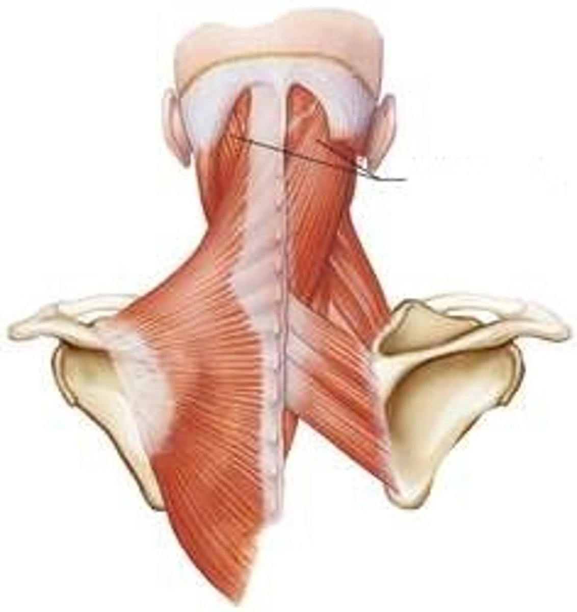 <p>Action - rotate and extend the neck</p>