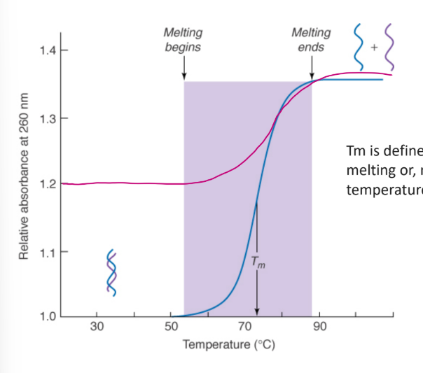 <p>Tm is defined as temperature of</p><p>melting or, more accurately, as</p><p>temperature of mid-transition.</p><ul><li><p>see slide 100 </p></li></ul><p></p>