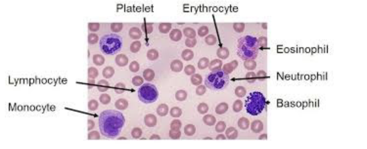 <ul><li><p><span>Normal neutrophil turnover in an average adult is on the order of 10^11 cells per day.</span></p></li><li><p><span>Humans and mice differ in their numbers of circulating neutrophils. In humans, 50–70% of circulating leukocytes are neutrophils, whereas only 10– 25% are in mice.</span></p></li><li><p><span>In the circulation, mature neutrophils have an average diameter of 7–10μm, their nucleus is segmented and their cytoplasm is enriched with<br>granules and secretory vesicles.</span></p></li></ul><p>neutrophils= provide constant support (ready to fight)</p><p>-need constant supply, sufficient supply to respond to infection</p><p>-turnover trillions of cells a day -v. active process</p><p>-short lived</p><p>above 70% circulating= infection</p><p></p>