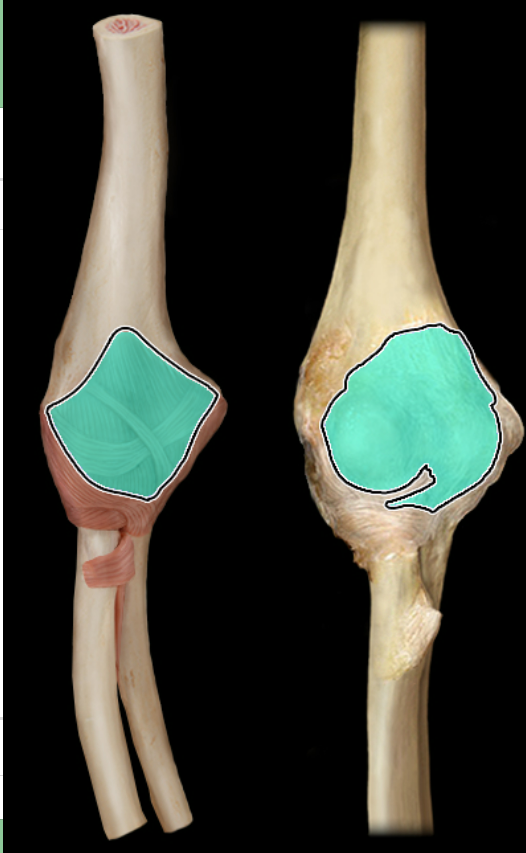 <p>anterior</p>