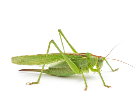 <p>What is the name of this bug </p>