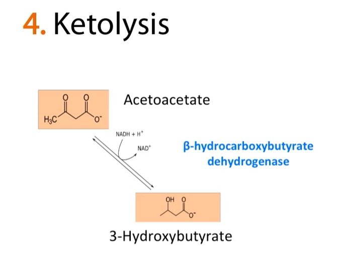 <p>Just to break it down into smaller steps, here is the conversion of <strong>acetoacetate</strong> into <strong>3-hydroxybutarate</strong></p><p>-this was the first reaction on the bottom of the last slide.</p>