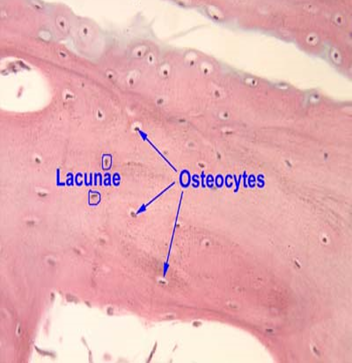 <p>Osteocytes</p>