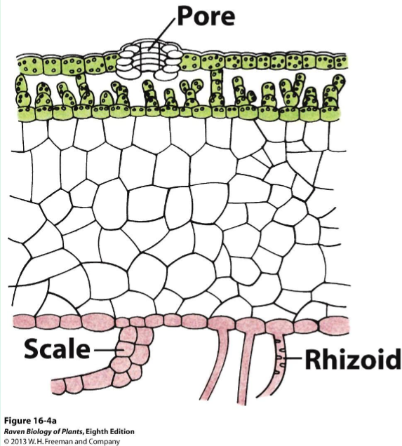 <p>Surface Pores</p>