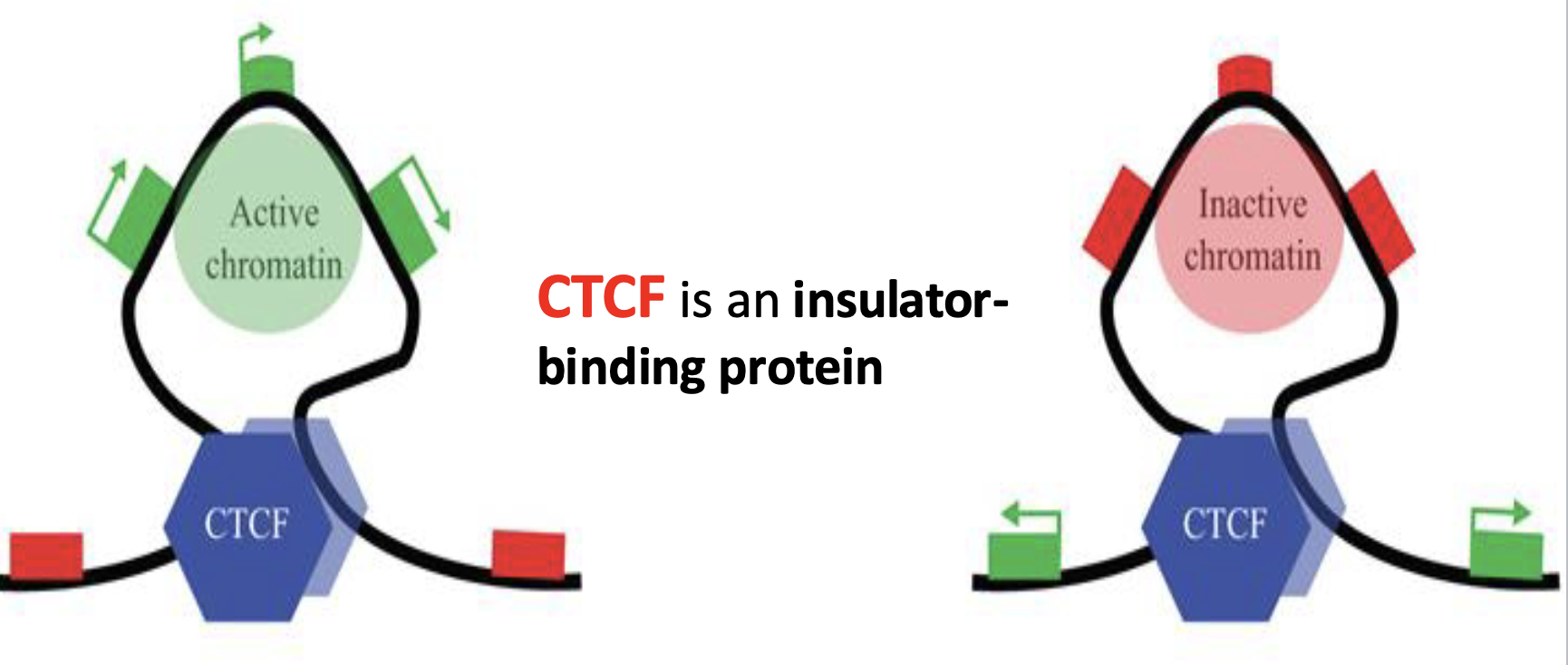 <p>Insulators (& the proteins that bind tothem) can alter the 3D arrangement of chromatin to divide DNA into looped region. only looped bits can have things happen.</p>