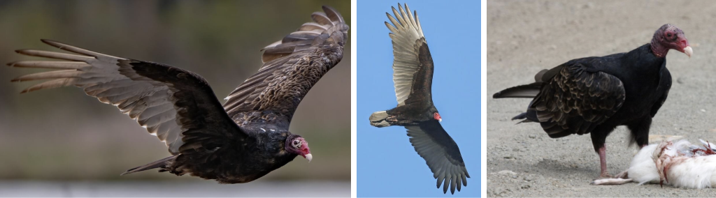 <ul><li><p><span style="background-color: transparent;"><strong>Habitat:</strong> open areas- mixed farmland, forest, and rangeland, associated with roadsides and landfills, roost in trees, rocks, etc.</span><span>&nbsp;</span></p></li><li><p><span style="background-color: transparent;"><strong>Diet:</strong> carrion- prefer freshly dead, mainly mammals but also reptiles, amphibians, birds, fish, inverts, almost never attack living prey</span></p></li><li><p><span style="background-color: transparent;"><strong>Characteristics:</strong> our only vulture, large, dark, </span><span>bald red head</span><span style="background-color: transparent;">, broad wings with long “fingers” at wingtips, black feathers at top of wings and white below, tend to hold wings in slight V pattern rather than flapping, rarely flap, long tails extend past toe tips in flight</span></p></li></ul><p></p>