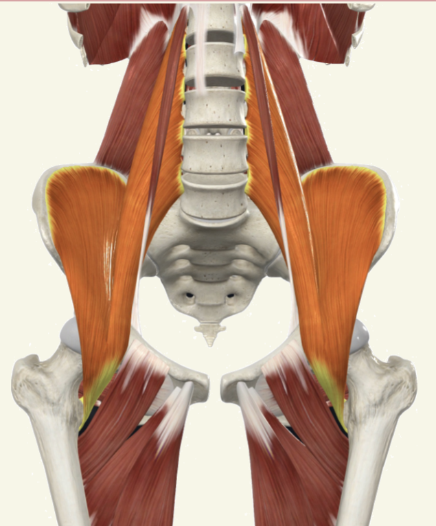 <p>ilio-psoas Actions</p>