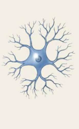 <p>Axons and dendrites cannot be distinguished; rare shaped, found in retina and brain.</p>