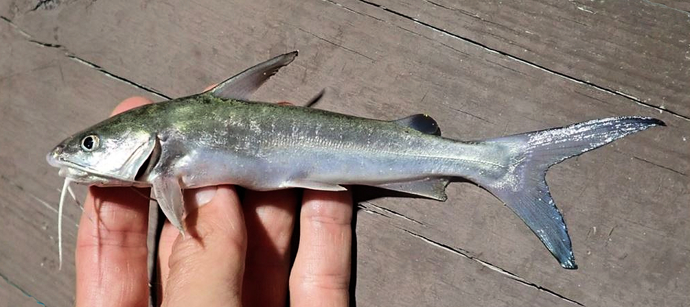 <p>Barbels, pectoral and dorsal spines, bony flat head</p>