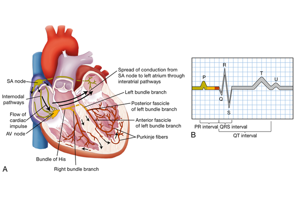 <p><em>AV,</em><span> Atrioventricular; </span><em>SA,</em><span> sinoatrial. (B) The normal ECG pattern. The </span><em>P</em><span> wave represents depolarization of the atria. The QRS complex indicates depolarization of the ventricles. The T wave represents repolarization of the ventricles. The </span><em>U</em><span> wave, if present, may represent repolarization of the Purkinje fibers or be associated with hypokalemia. The PR, QRS, and QT intervals reflect the time it takes for the impulse to travel from one area of the heart to another.</span></p>