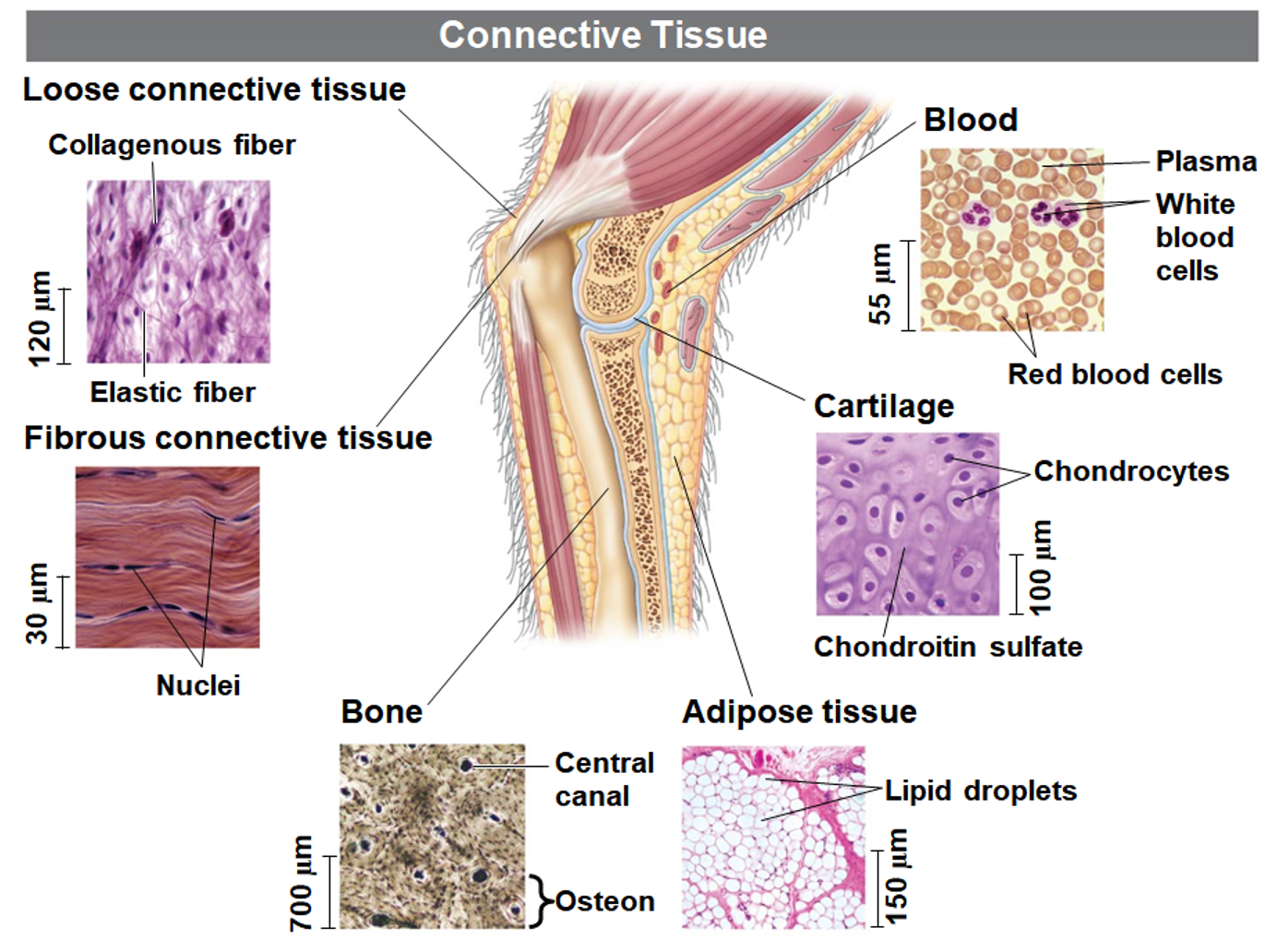 <p>Connective Tissue</p>