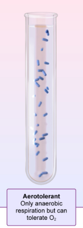 <p>Only anaerobic respiration but can tolerate O₂</p>