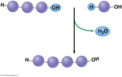 <p>molecules connected by a loss of water</p>