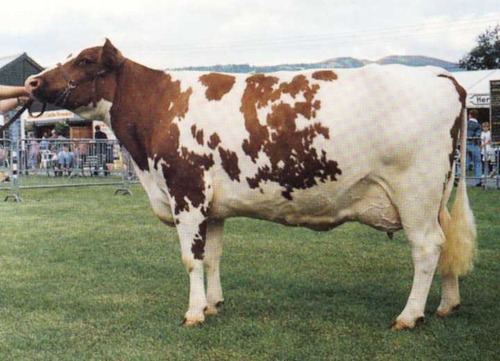 <p>British dairy breed from Scotland red and white with sharp color lines excellent foragers.</p>