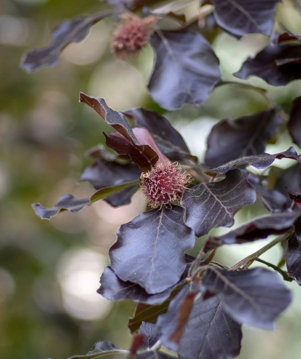 <p>Purple Leaf European Beech</p>