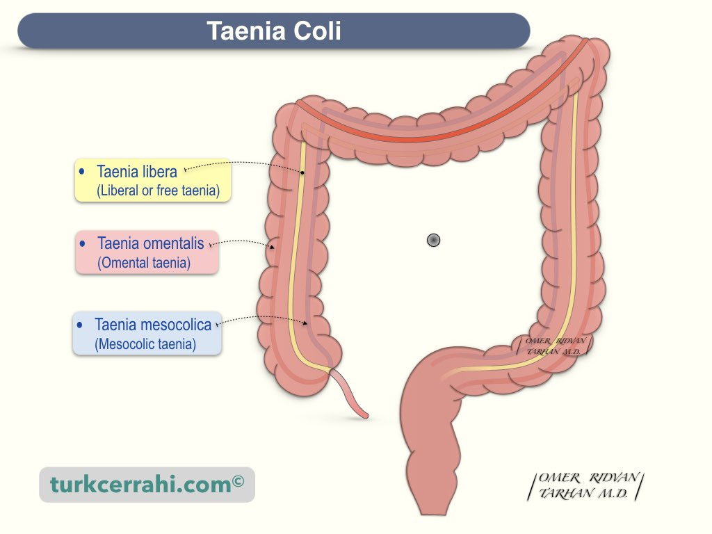 <p>where the teniae coli converge</p>