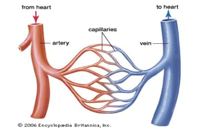 <p>smallest veins that are formed by the union of several capillaries; drain blood from capillaries into veins</p>