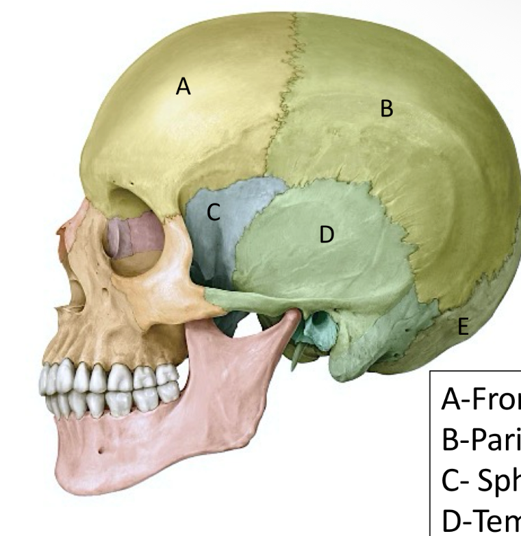 <p>Name and these bone belong to?</p>