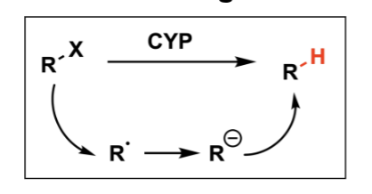 <p>takes RX and turns it into RH</p><p>X = Cl and Br</p><p>cofactor = CYP </p>