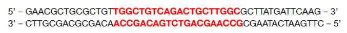 <p><span style="background-color: transparent;"><strong>Given the DNA strand below, which of the following primer pairs would you use during PCR to successfully amplify (at least) the entire bolded region?</strong></span></p><p><span style="background-color: transparent;">A) Forward: 5’ – TGGCT – 3’; Reverse: 5’ – TTGGC – 3’</span></p><p><span style="background-color: transparent;">B) Forward: 5’ – GCTGT – 3’; Reverse: 5’ – CGGTT – 3’</span></p><p><span style="background-color: transparent;">C) Forward: 5’ – GAACG – 3’; Reverse: 5’ – GAACT – 3’</span></p><p><span style="background-color: transparent;">D) Forward: 5’ – GAACG – 3’; Reverse: 5’ – TCATA – 3<strong> </strong></span></p><p><span style="background-color: transparent;">(Lecture #5-6 Questions)</span></p>