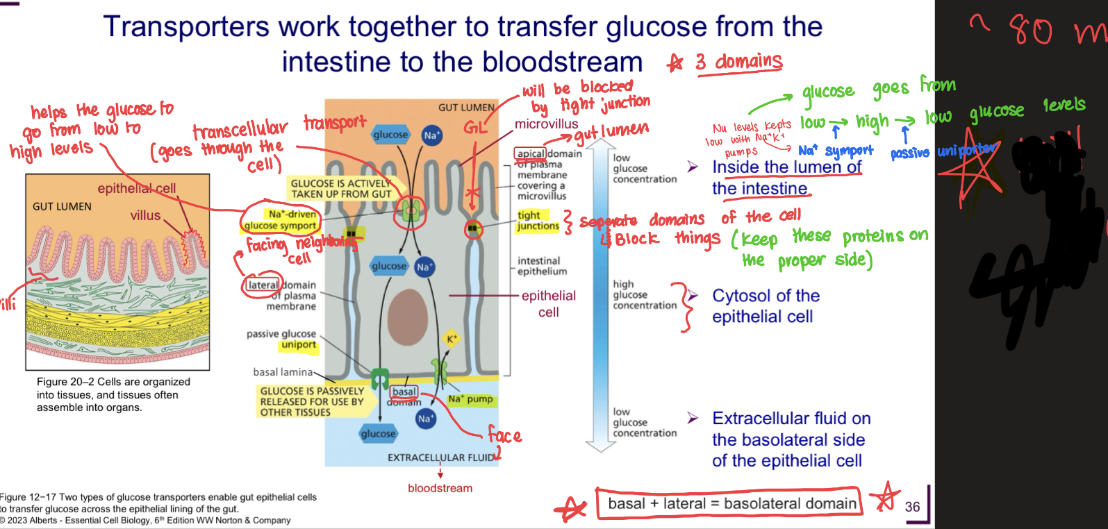 <p>look at diagram</p>