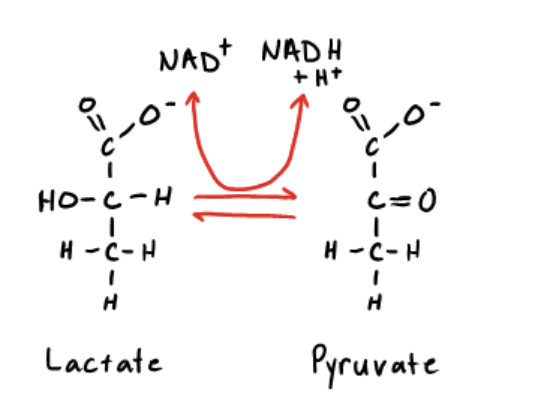 <p><span>The reaction below is catalyzed by lactate dehydrogenase. When lactate is used to produce pyruvate, how is the energy released in this reaction captured?</span></p>