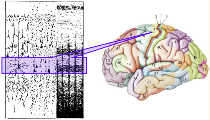 <ul><li><p>project directly to the spinal cord and brain stem </p></li><li><p>have direct connection to muscles </p></li></ul><p></p>