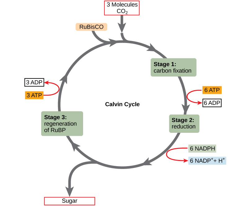 <ul><li><p>In step 1, 3 CO2 combines with a five carbon molecule to make two three carbon molecules</p></li><li><p>In step 2, these molecules are changed into different three carbon molecules that can eventually make glucose in a process that uses ATP and NADPH; however, some are needed to make the five carbon molecule from step 1</p></li><li><p>In step 3, ATP is used to turn the molecules from step two that are needed into the five carbon molecule to do the cycle again</p></li></ul><p></p>
