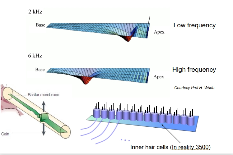 <p> position of maximum displacement depends on frequency​</p>