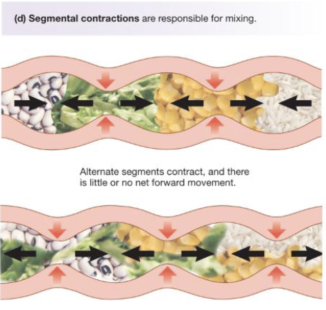<ul><li><p>Segmental contractions function to mix rather than propulsion in short segments of the intestine that alternately contract and relax (churn intestinal contents to increase contact with epithelial cells)</p></li><li><p>In one contracting segment, the circular muscles contract while the longitudinal muscles relax (narrowing the lumen); in the adjacent segment the pattern reverse with longitudinal muscles contracting and circular muscles relaxing (allowing contents to shift between segments)</p></li><li><p>Segmental contractions occur randomly along the intestine at regular intervals</p></li></ul><p></p>