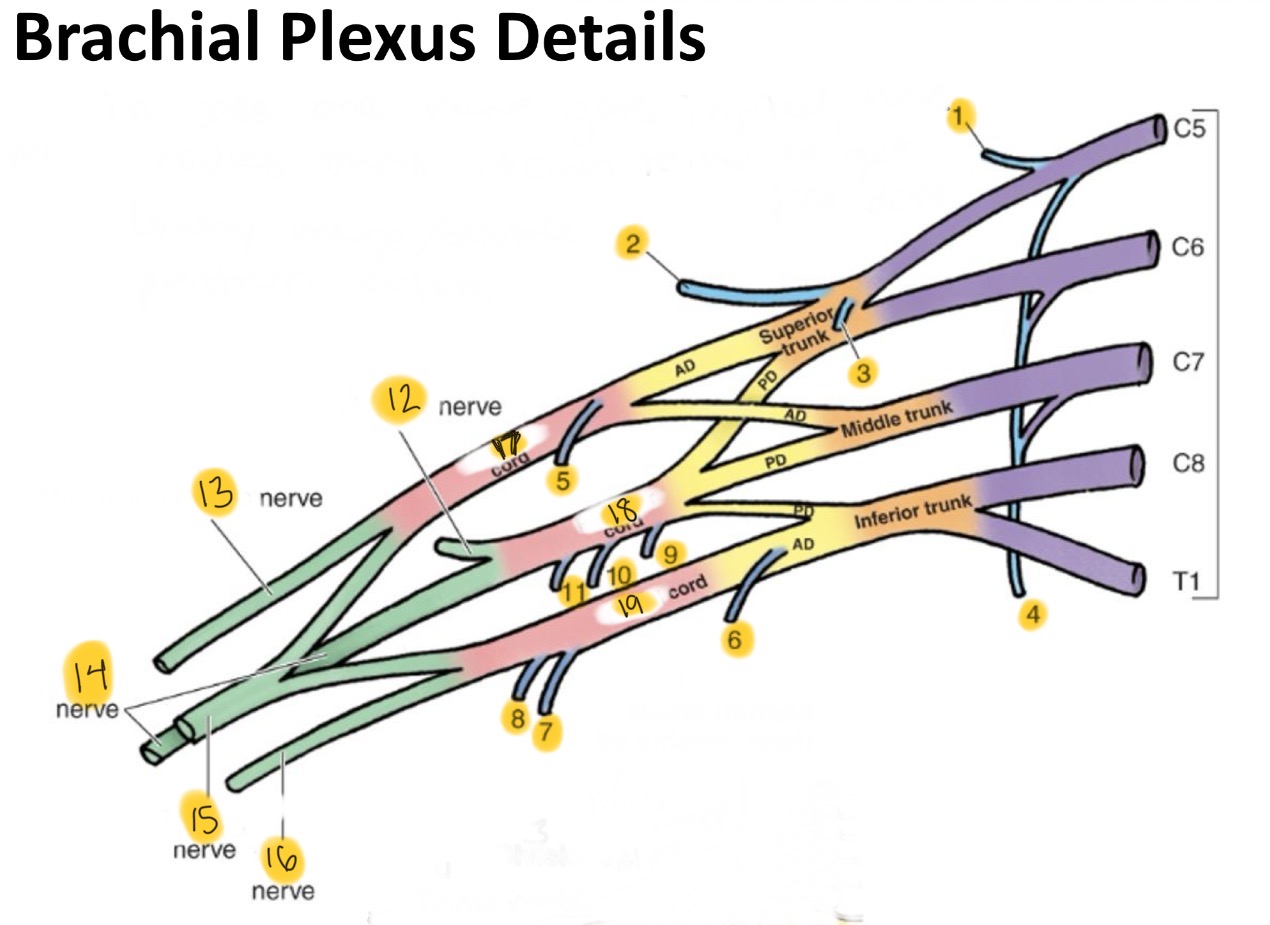 <p>#13</p>
