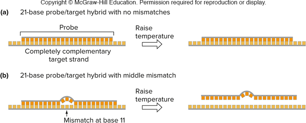 <ul><li><p>if there is no mismatch between probe and target, hybrid will be stable at high temperature</p></li><li><p>if there is a mismatch between probe and target, hybrid will not be stable at high temperature</p></li></ul><p></p>