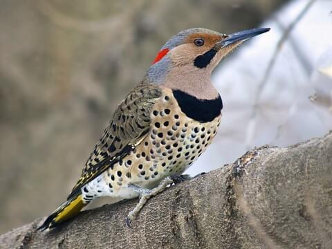 <p>Large, brown woodpecker with black barring on the back and black spots on the belly</p><p>Underwings are yellow or red, depending on subspecies</p><p>Bright white rump, yellow on back of retrices</p><p>Females have lighter breast</p>