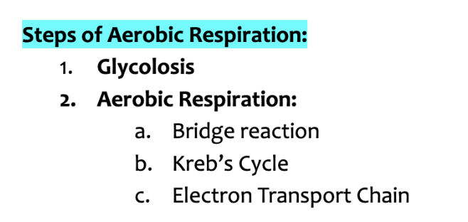 <ol><li><p><strong>Glycolosis</strong></p></li><li><p><strong>Aerobic Respiration:</strong></p><ol><li><p>Bridge Reaction</p></li><li><p>Krebs Cycle</p></li><li><p>Electron Transport Chain</p></li></ol></li></ol><p></p>