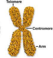 <p>This is the structure of what?</p>
