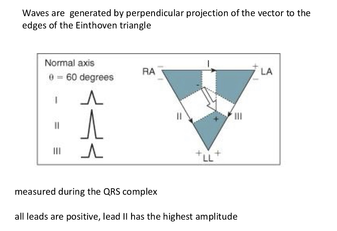 <p>Activation goes from atria to the ventricles → arrow down</p><p>Measure the the amplitude of the different sides so you measure the angle of where the activation happens </p>