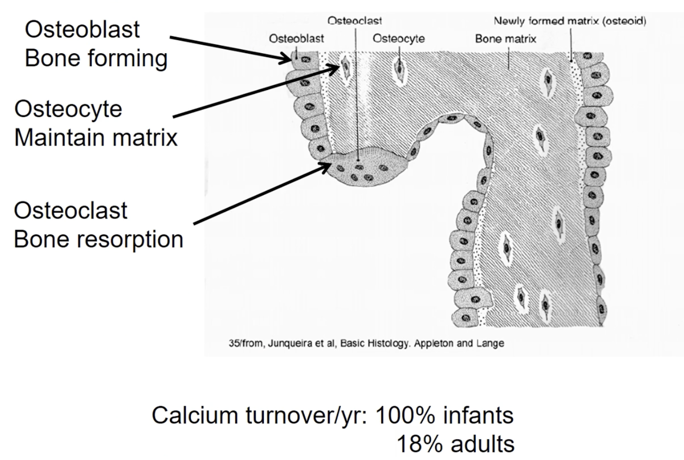 <ol><li><p>﻿﻿﻿Osteo<strong>b</strong>lasts: (Hint: B for build) Bone forming cells - laying down matrix</p></li><li><p>﻿﻿﻿Osteo<strong>c</strong>lasts: (hint: C for cut) Break down bone</p></li></ol><ul><li><p>Multinucleated - fusion of multiple cells together and therefore really big</p></li></ul><ol><li><p>﻿﻿﻿Osteo<strong>cytes</strong>: (hint: Sites of maintaining) Maintain bone. (These are previously osteoblasts that are completely surrounded by bone matrix → Therefore just maintain bone in its immediate vicinity</p></li></ol><ul><li><p>Tract cell</p></li></ul><div data-type="horizontalRule"><hr></div><ul><li><p class="p1">Making bone = creating calcium phosphate complexes)</p></li></ul><p class="p1">(calcium crystallization)</p><div data-type="horizontalRule"><hr></div><p class="p1"></p><p class="p1">Percentage turnover per year</p><ul><li><p class="p1">infants: 100%</p></li><li><p class="p1">Adults: 18%</p></li></ul><p></p>
