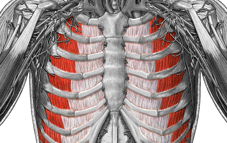 <p>What muscle is this?</p>