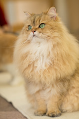 <p>پشمالو</p>