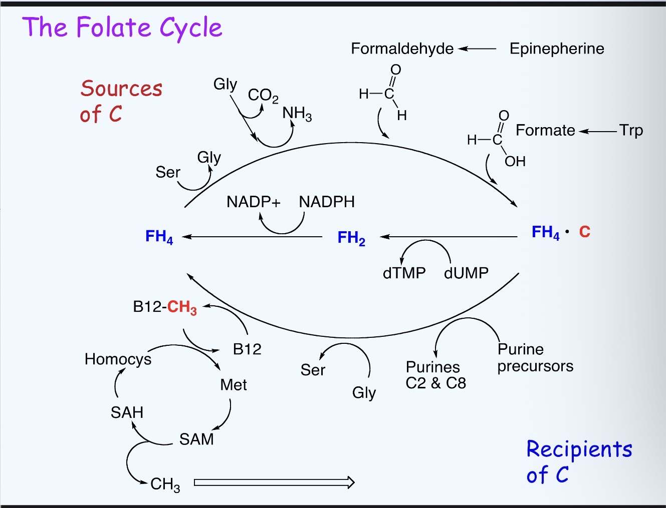 <p>Serine, glycine, formaldehyde, formate, B12</p>