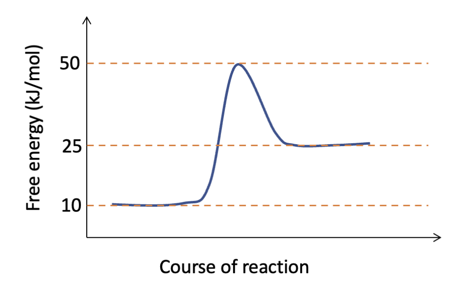 <p>What is the activation energy for the process depicted in this graph, as it proceeds from left to right?</p>