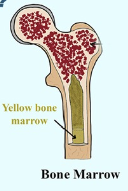 <p>Where is yellow bone marrow located?</p>