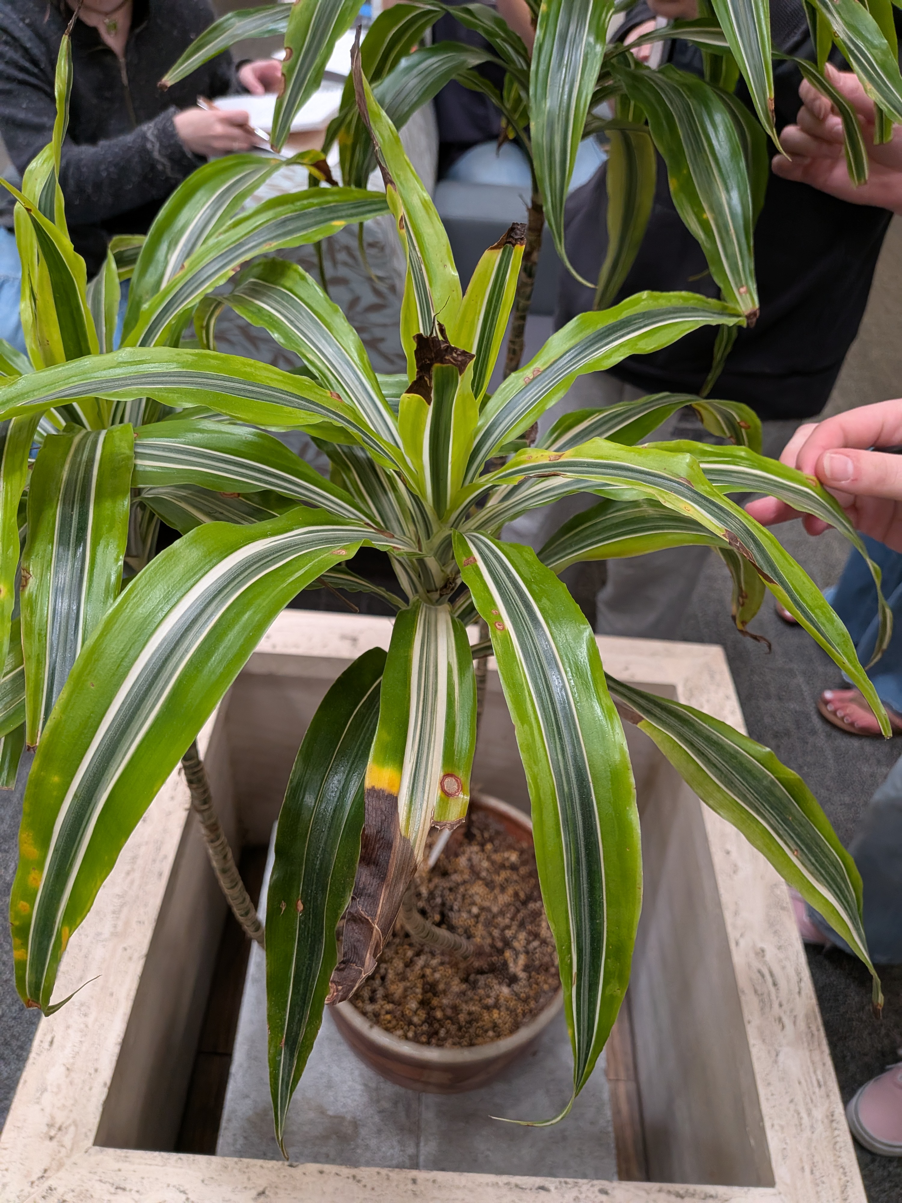 <p>Warnecki Dracaena </p>