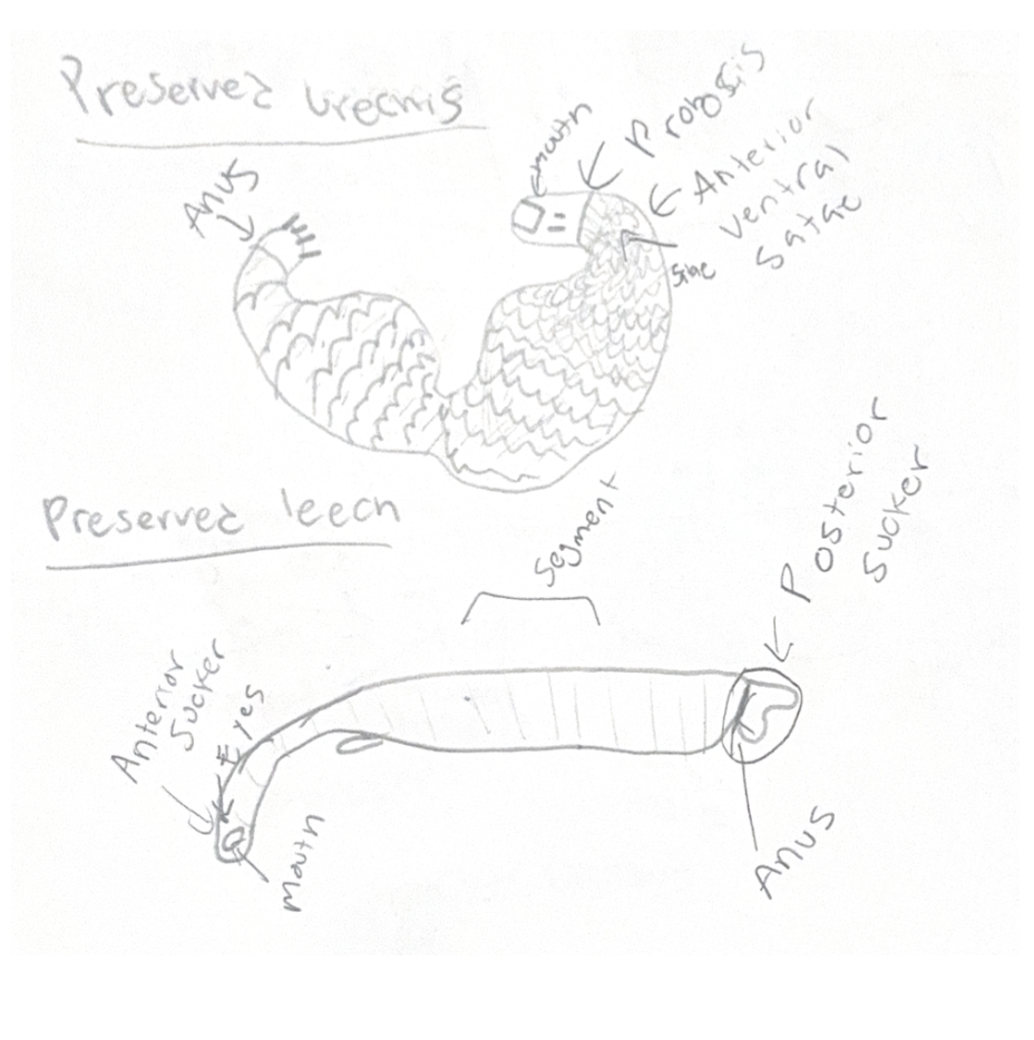 <p>Preserved urechis</p>