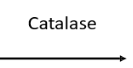 <p>after the conversion of <span style="background-color: transparent;"><strong>hydrogen peroxide and then then the processes of Catalse. What next molcue?</strong></span></p>
